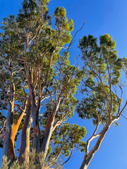 Eucalyptus salmonophloia