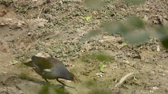 Gallinula chloropus
