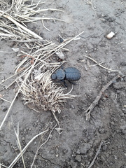 Scotobius pilularius