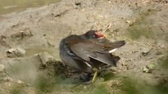 Gallinula chloropus