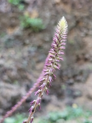 Achyranthes aspera image