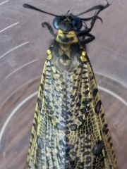 Palpares speciosus