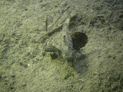 Chelidonichthys lucerna