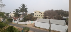 Vachellia leucophloea