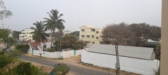 Vachellia leucophloea