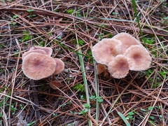Gymnopus impudicus