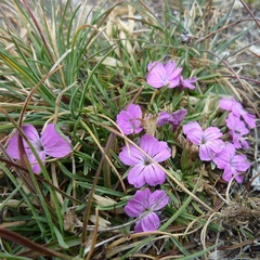 Dianthus microlepis