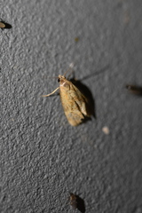 Gynnidomorpha permixtana