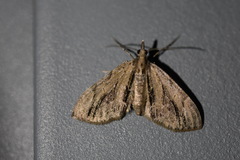 Lobophorodes obscuraria