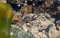 Hymenosomatidae
