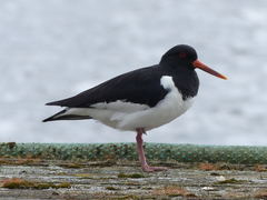 Haematopus ostralegus