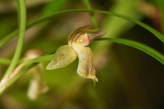 Epidendreae