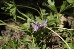 Corydalis conorhiza