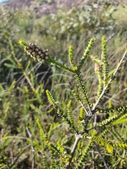 Melaleuca uxorum