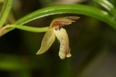 Epidendreae