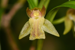 Epidendreae