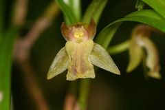 Epidendreae