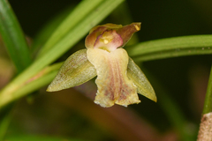 Epidendreae