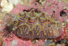 Halgerda willeyi