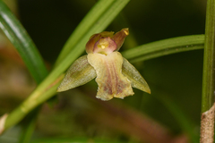 Epidendreae