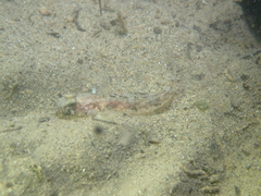 Pomatoschistus pictus