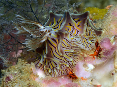 Halgerda willeyi