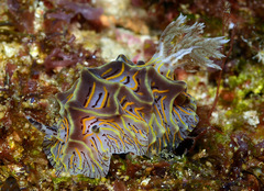 Halgerda willeyi