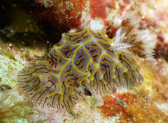 Halgerda willeyi