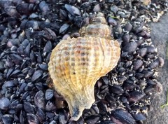 Trophon geversianus