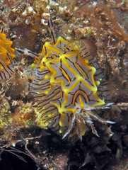 Halgerda willeyi