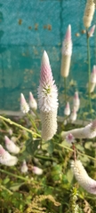 Celosia argentea