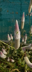 Celosia argentea