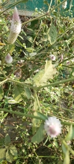 Celosia argentea