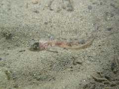 Pomatoschistus pictus