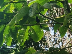Icterus portoricensis