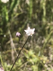 Alepidea capensis