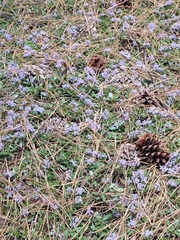 Ceanothus prostratus