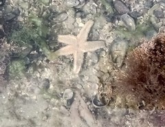 Asteroidea