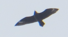 Stercorarius antarcticus