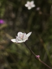 Alepidea capensis