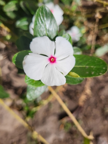 Catharanthus image