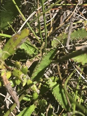 Alepidea capensis
