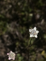 Alepidea capensis