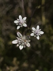 Alepidea capensis