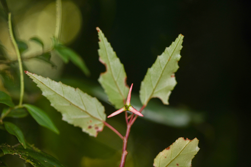 Begonia heydei, photograph 4