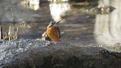 Alcedo atthis