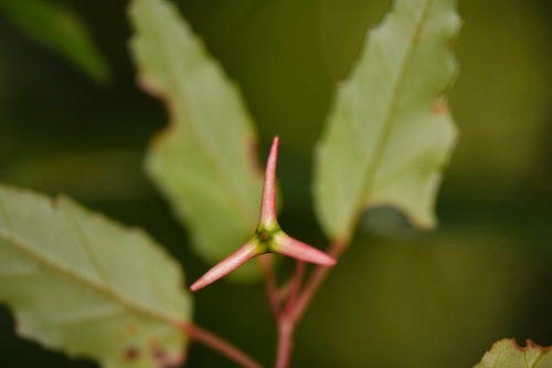 Begonia heydei, photograph 5
