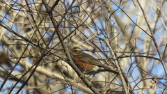 Turdus iliacus