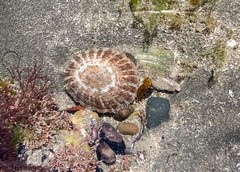 Nacella magellanica