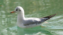 Chroicocephalus ridibundus